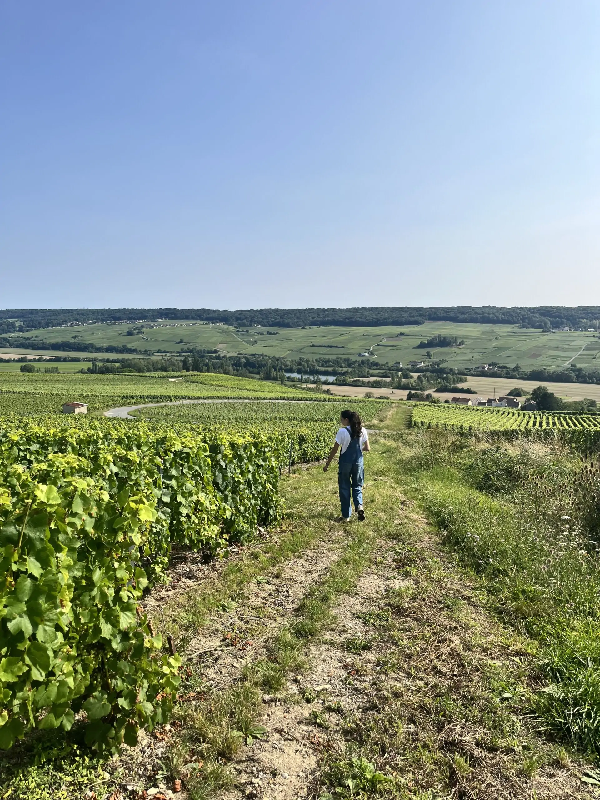 champagne engagé – vignoble Velcarat et terroir